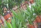 Burnewangplant-nursery-10.jpg; ?>