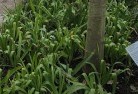 Burnewangplant-nursery-23.jpg; ?>