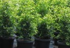 Burnewangplant-nursery-24.jpg; ?>