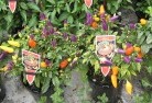 Burnewangplant-nursery-27.jpg; ?>